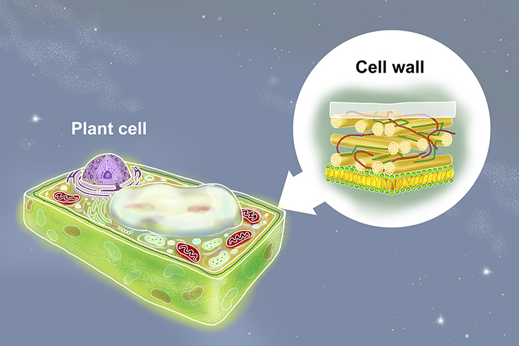 Membrane, cell walls and cytoplasm are not organelles